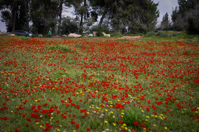 שדה של כלניות