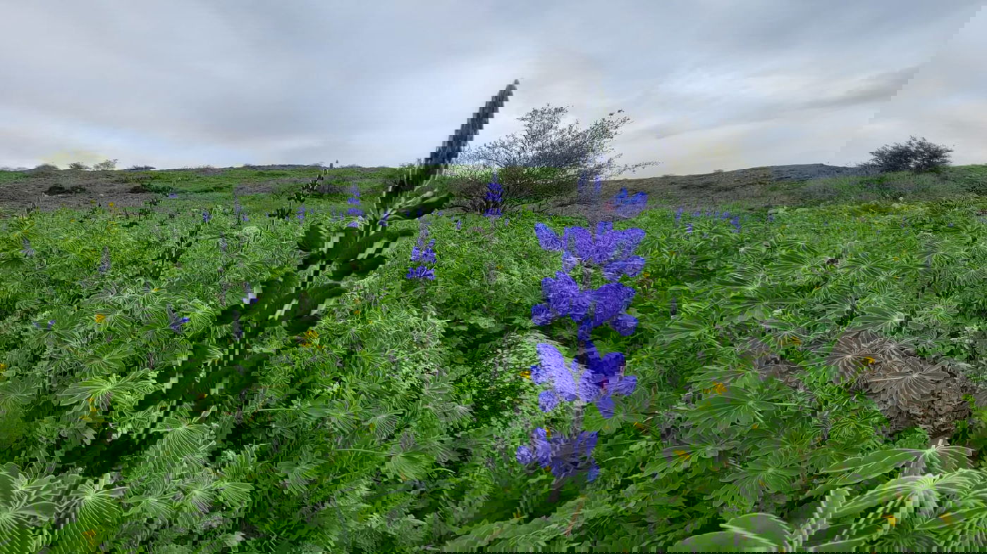 תורמוסים בעין חשק בגולן