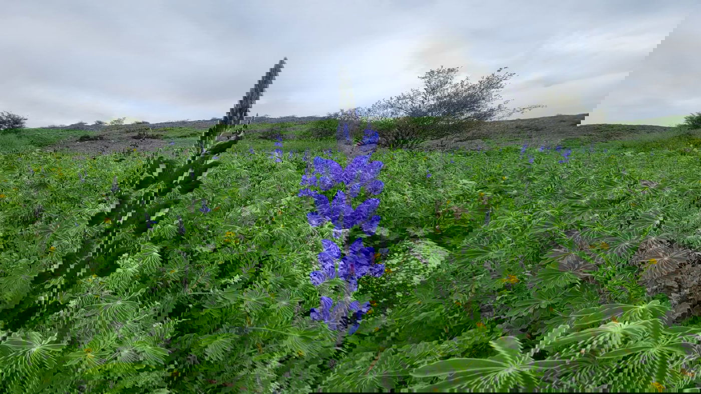 תורמוסים בעין חשק בגולן