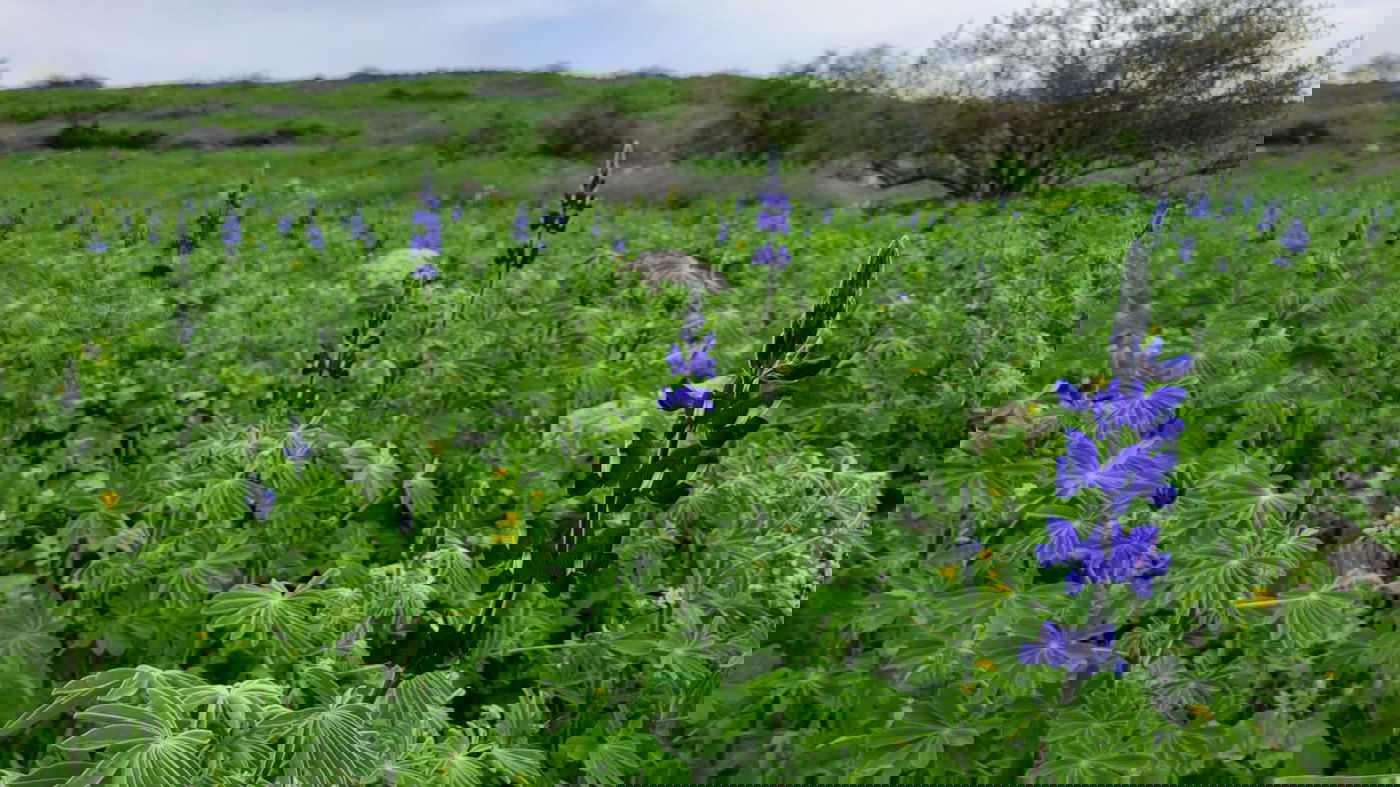 תורמוסים בעין חשק בגולן