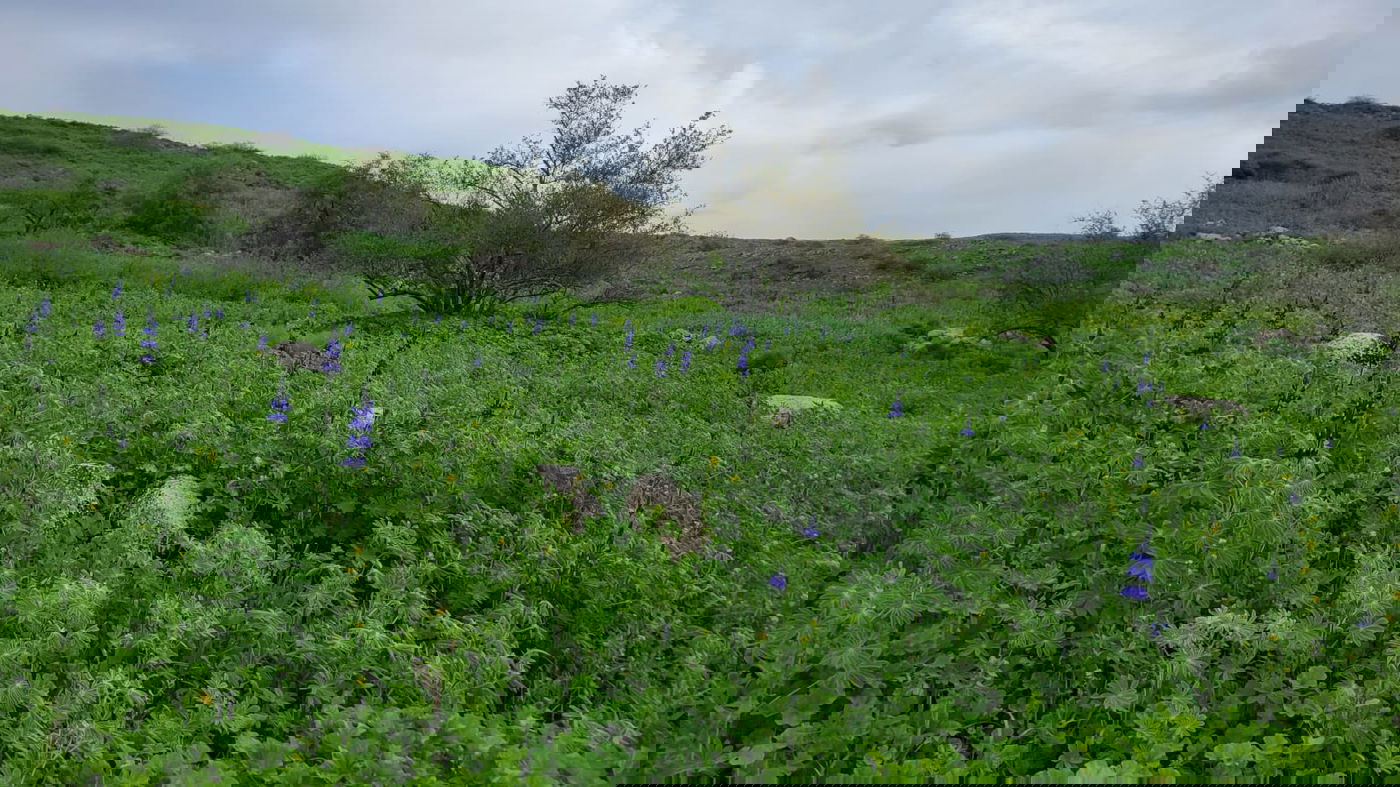 תורמוסים בעין חשק בגולן