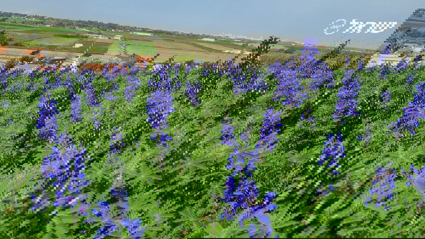 תורמוסים בתל קטרה