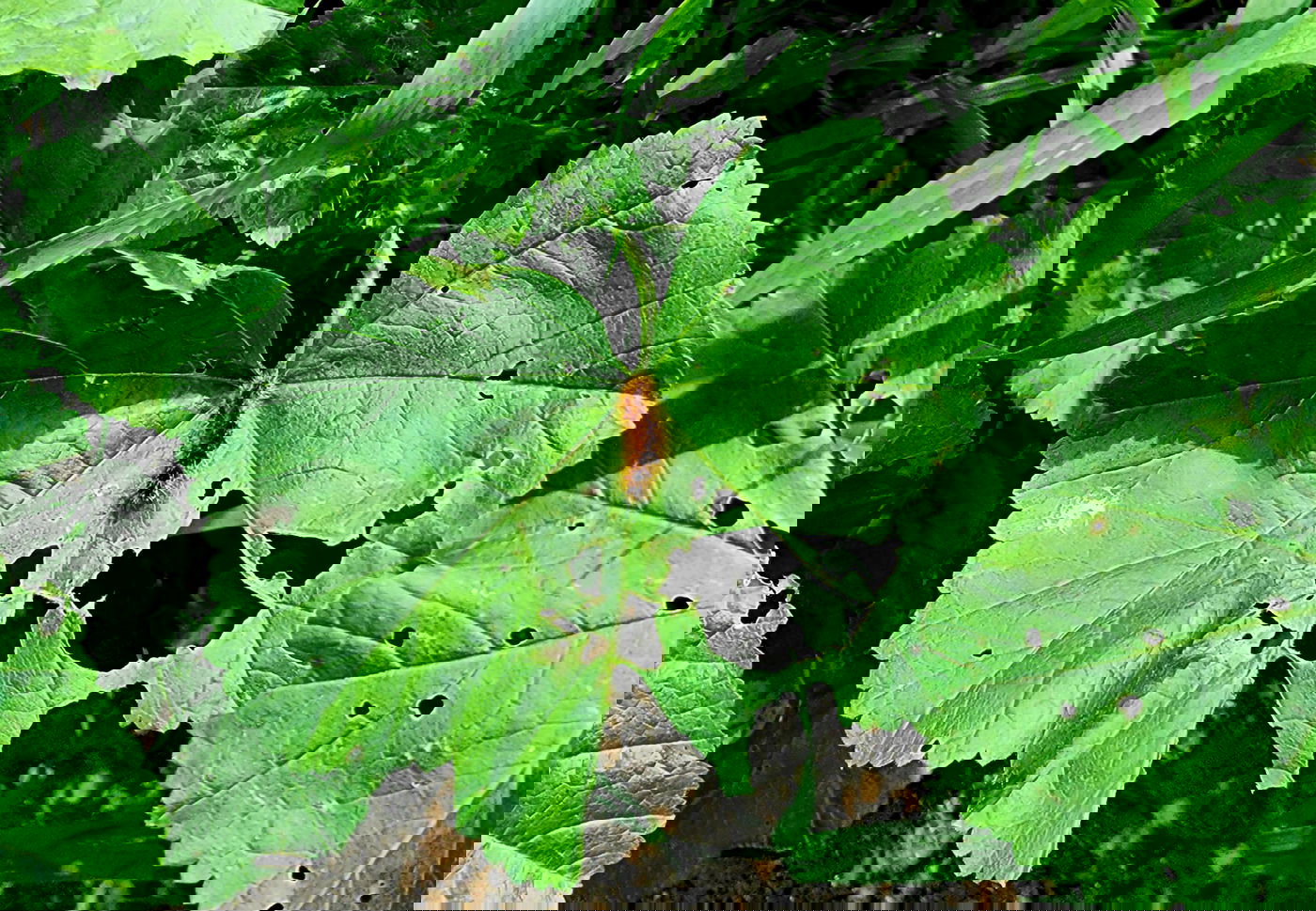 טבע באזור עמק בית שאן