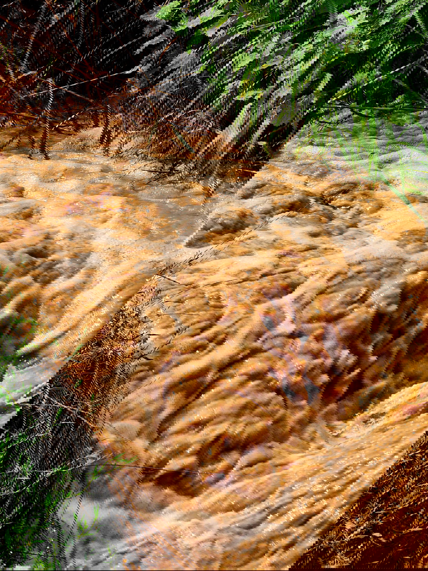 טבע באזור עמק בית שאן