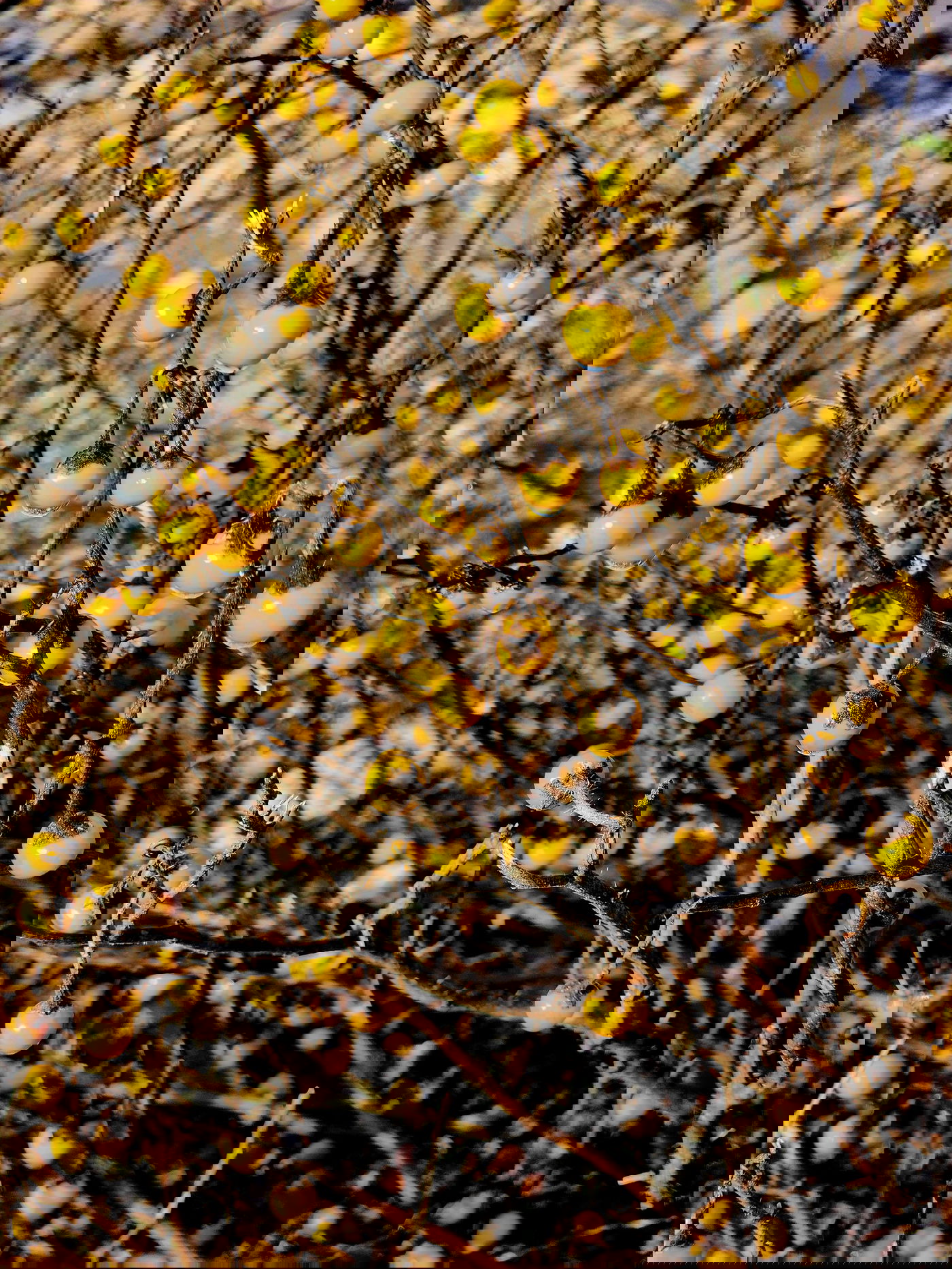 טבע באזור עמק בית שאן