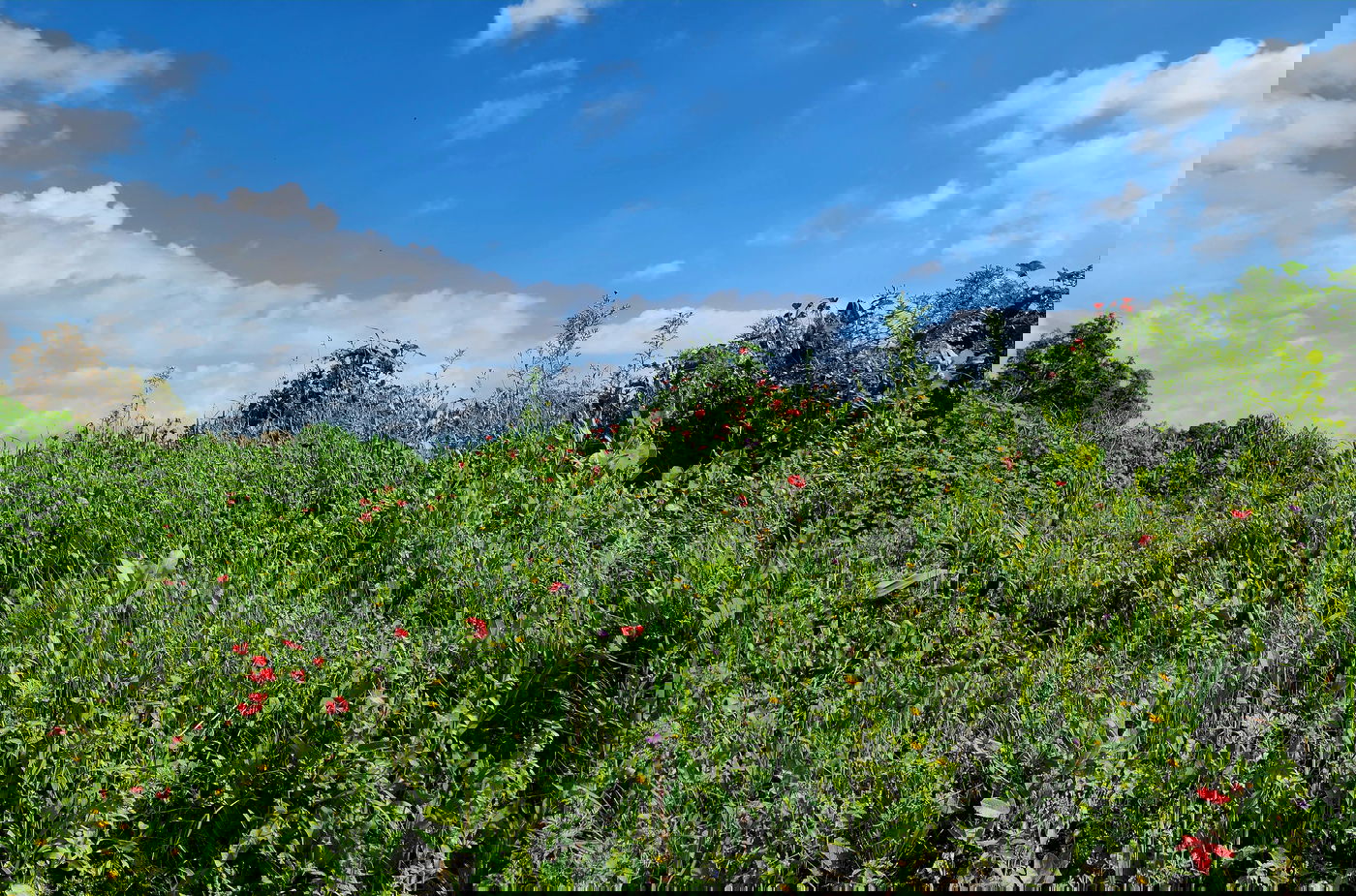 טבע באזור עמק בית שאן