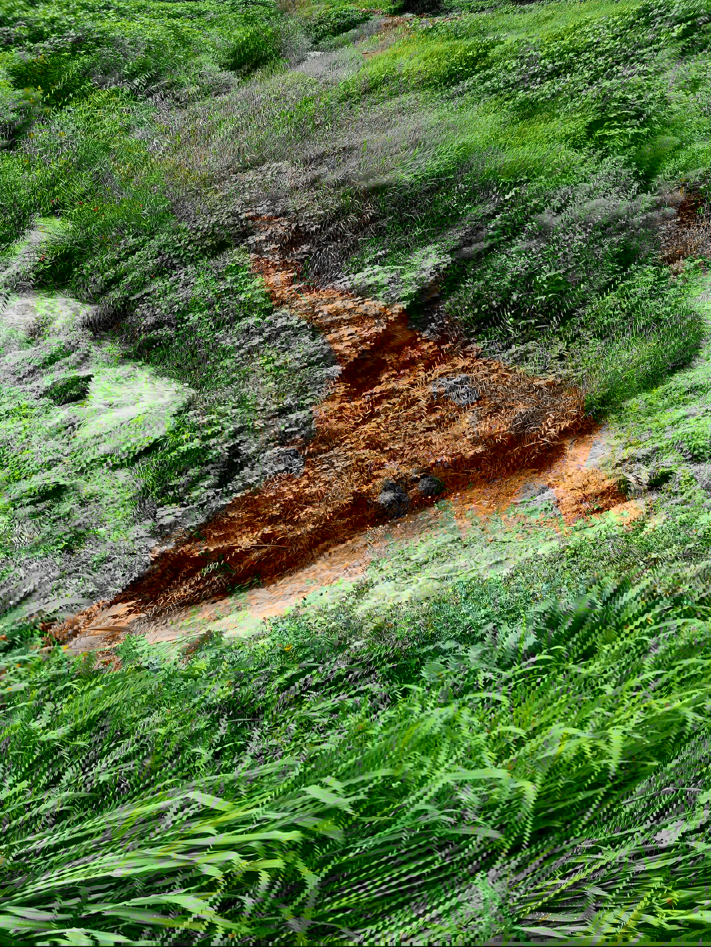 טבע באזור עמק בית שאן