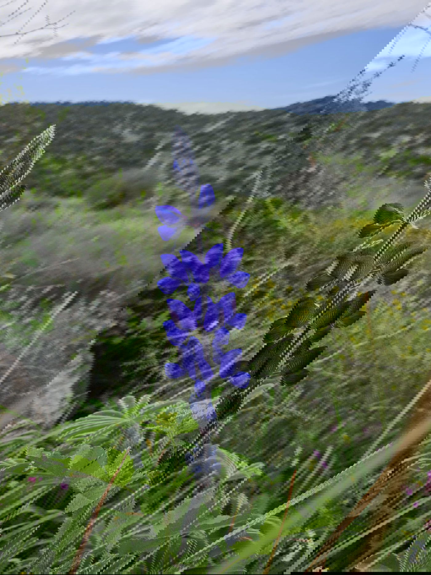 תורמוסים בתל שוכו