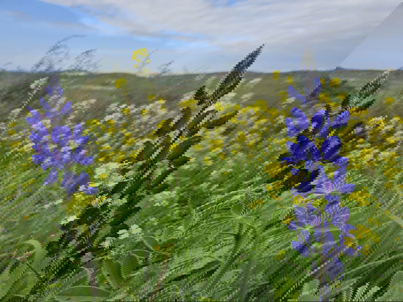 תורמוסים בתל שוכו
