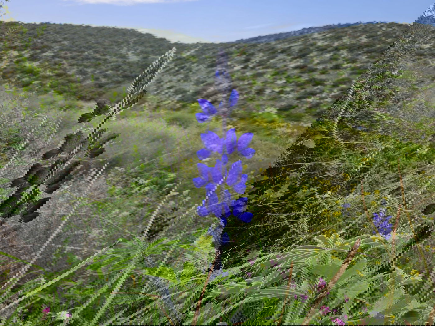 תורמוסים בתל שוכו