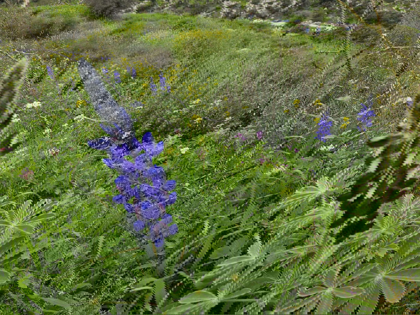 תורמוסים בתל שוכו