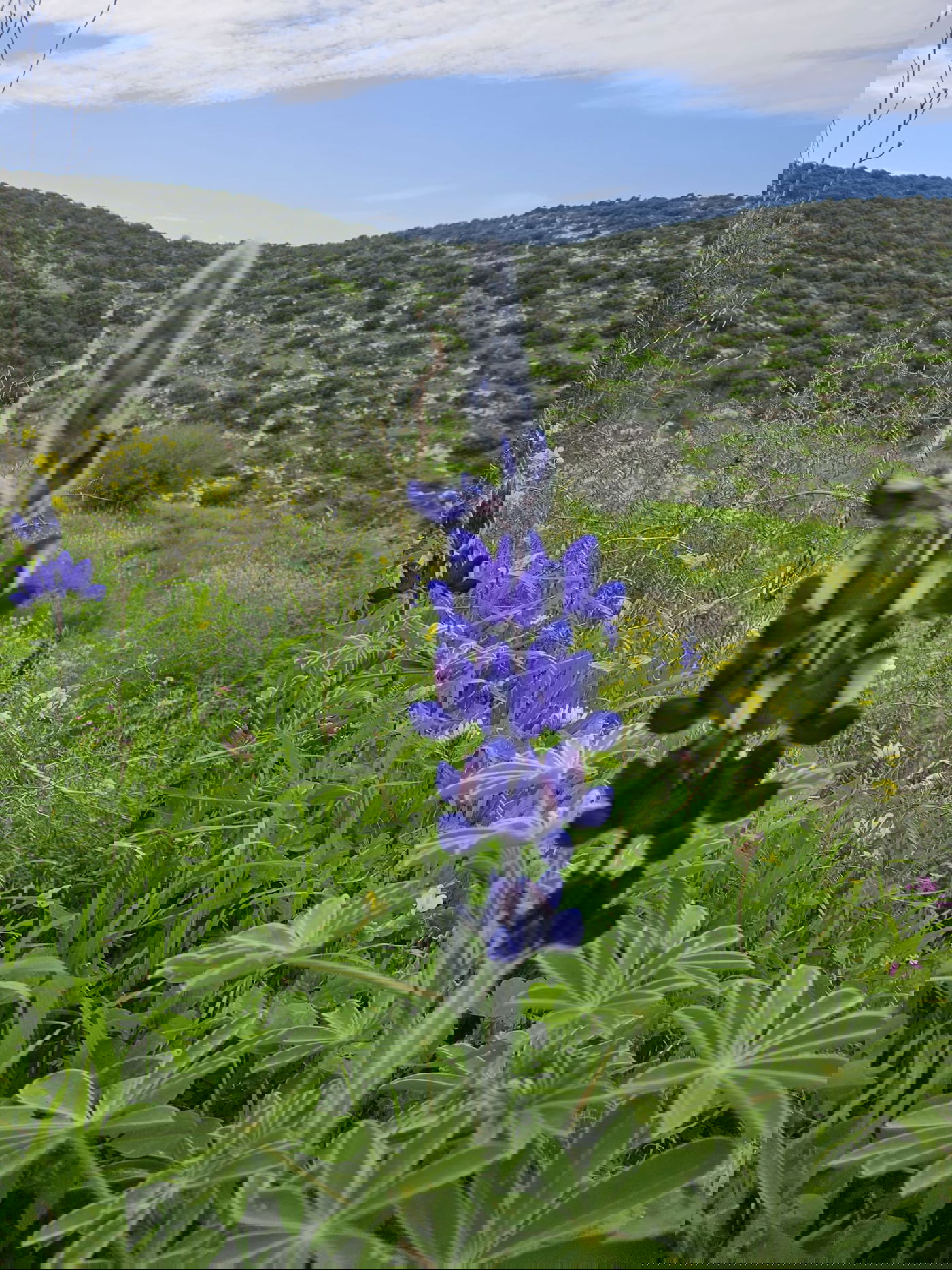 תורמוסים בתל שוכו