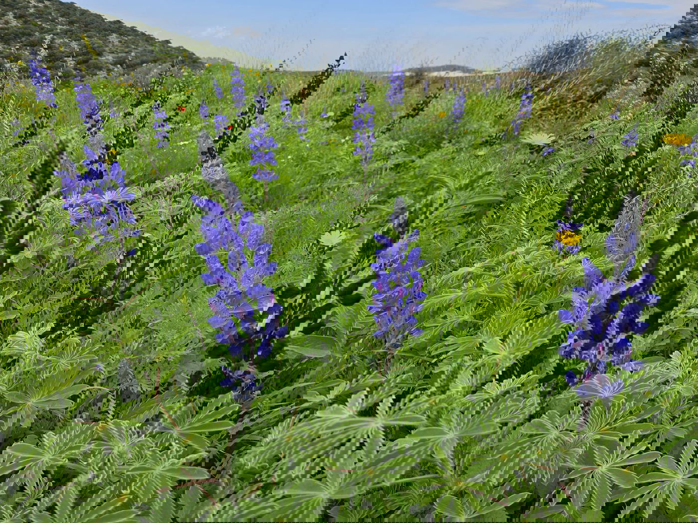 תורמוסים בתל שוכו