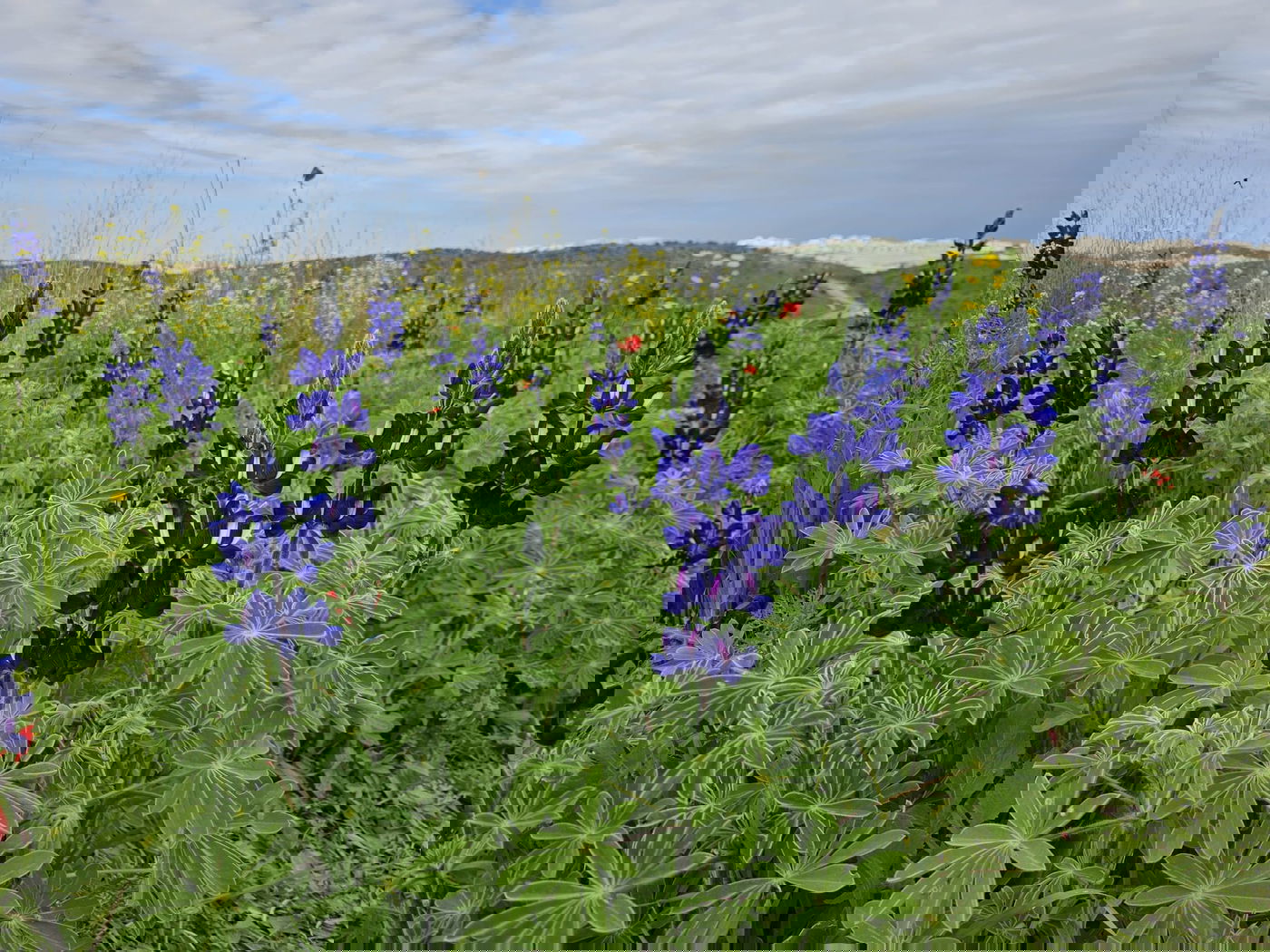 תורמוסים בתל שוכו