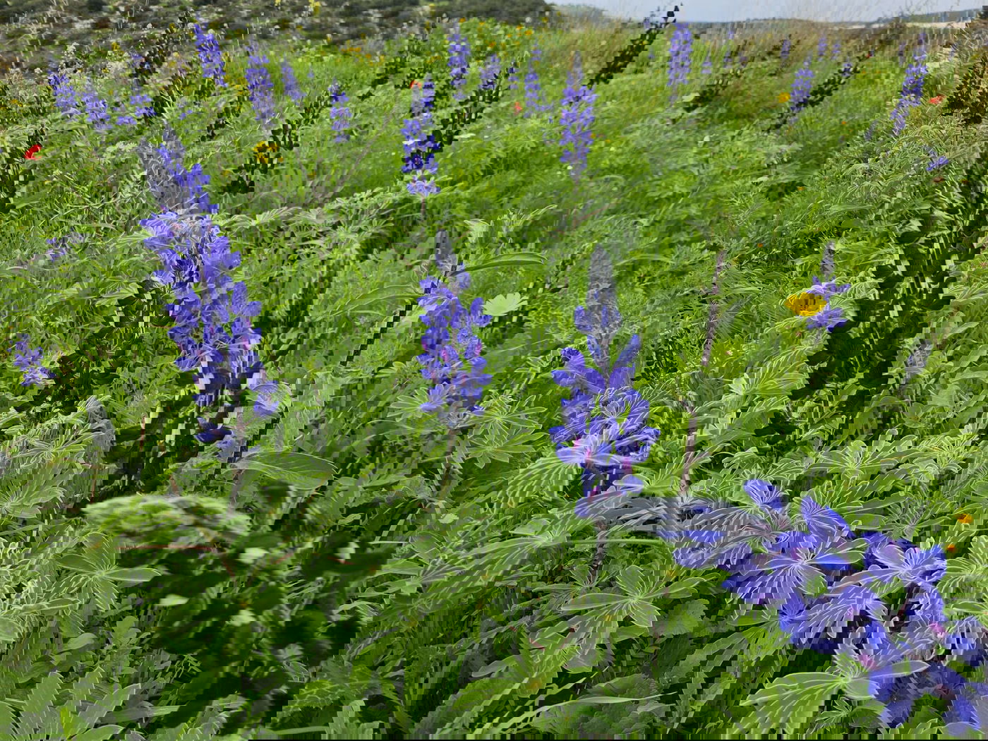תורמוסים בתל שוכו