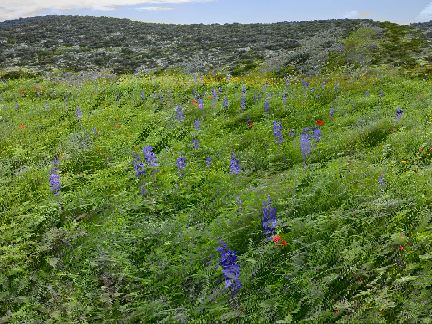 תורמוסים בתל שוכו