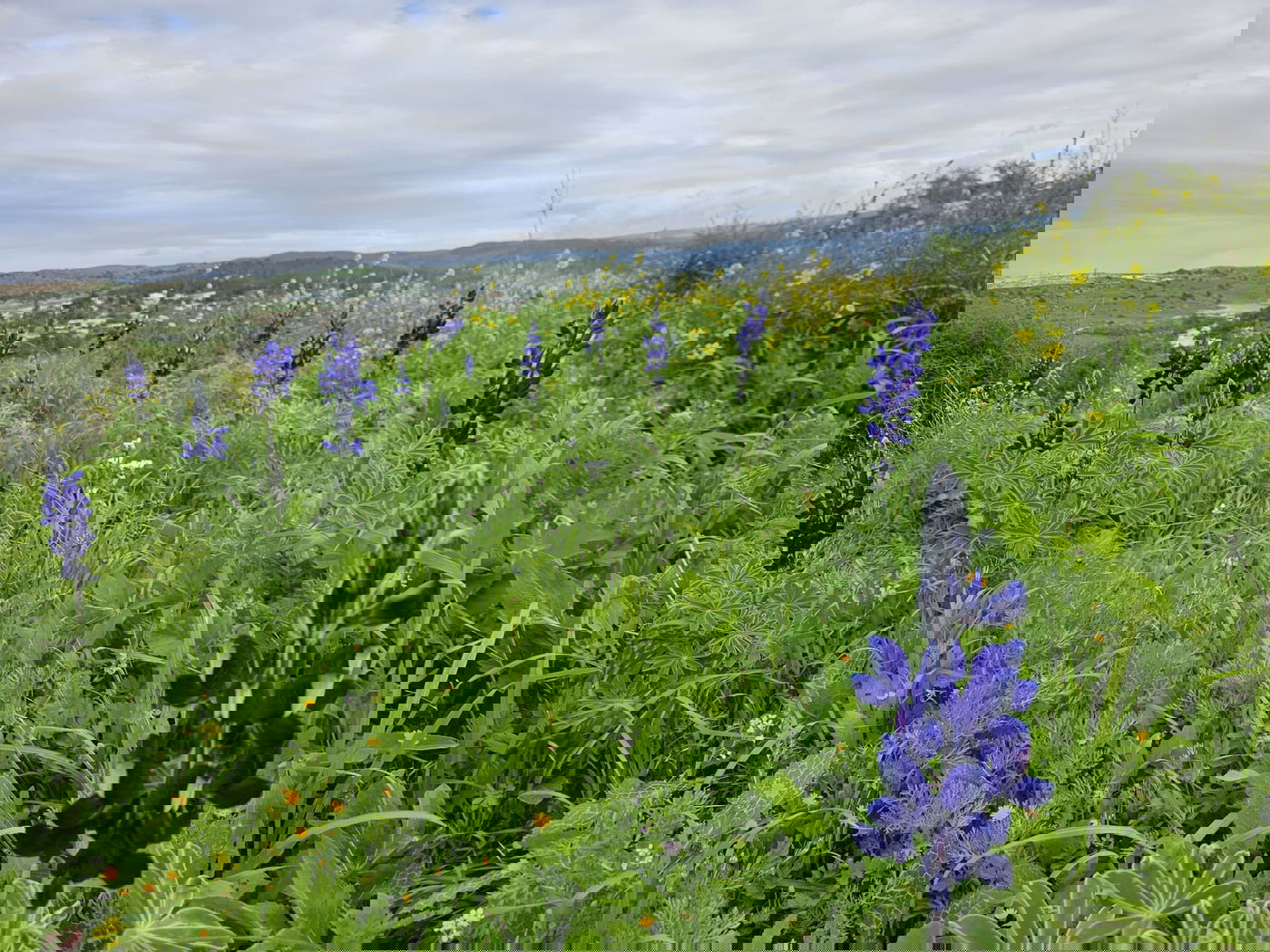 תורמוסים בתל שוכו
