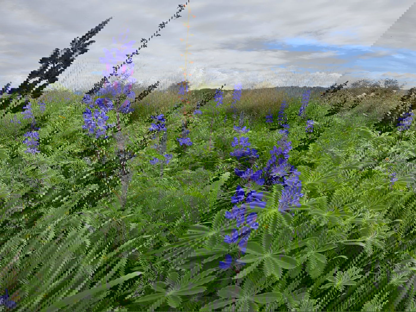 תורמוסים בתל שוכו