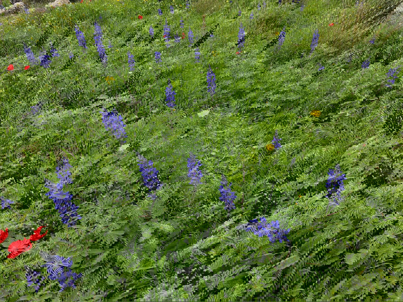 תורמוסים בתל שוכו