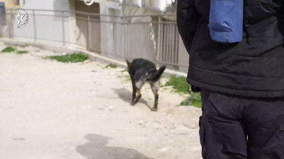 פרשיית ההיעלמות המסתורית: מאות עדויות נגבו בצפת