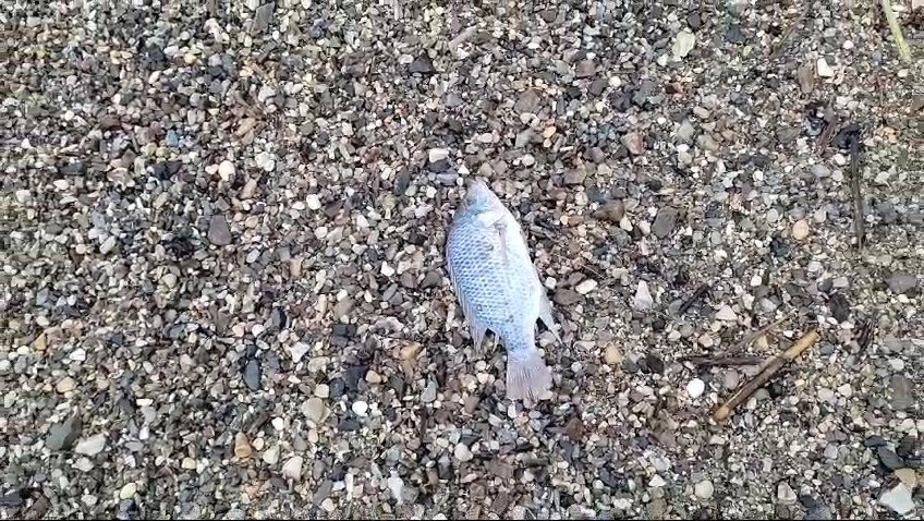 הדג הנצפה בחוף ים המלח באזור מצפה שלם