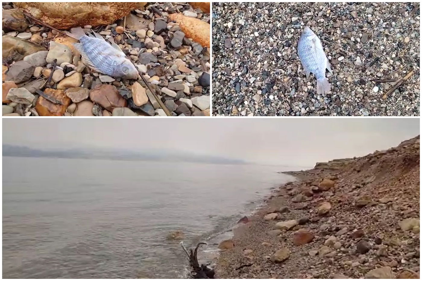 הדגים הנצפים בחוף ים המלח