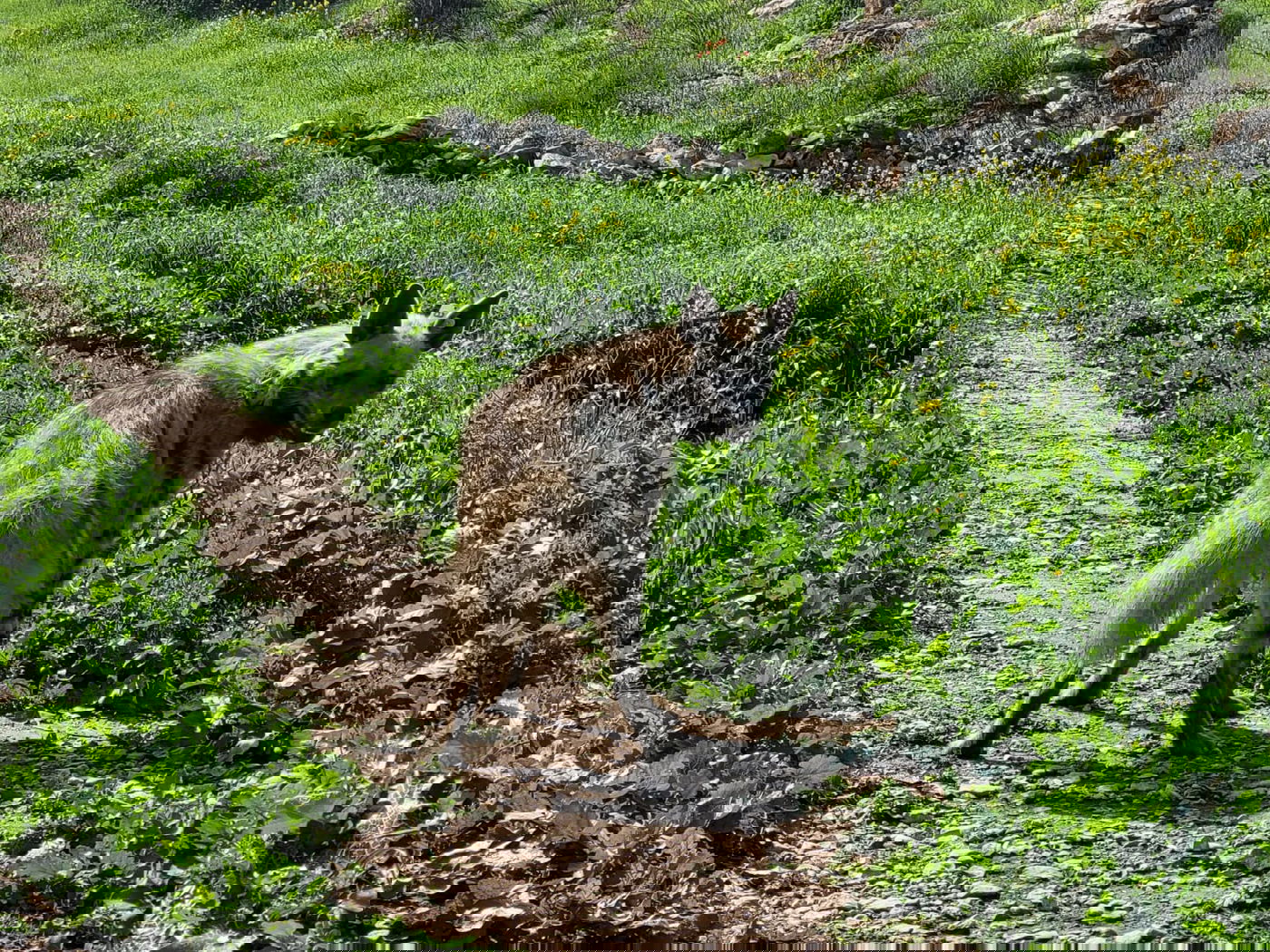 הצבועה ציונה שוחררה לחופשי