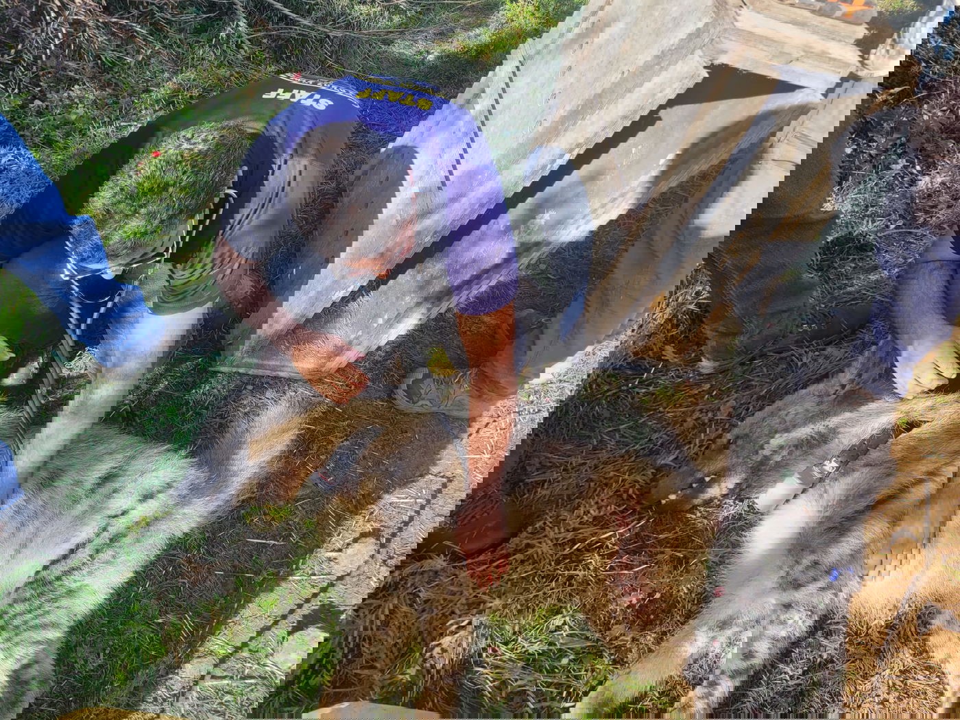 הצבועה ציונה שוחררה לחופשי