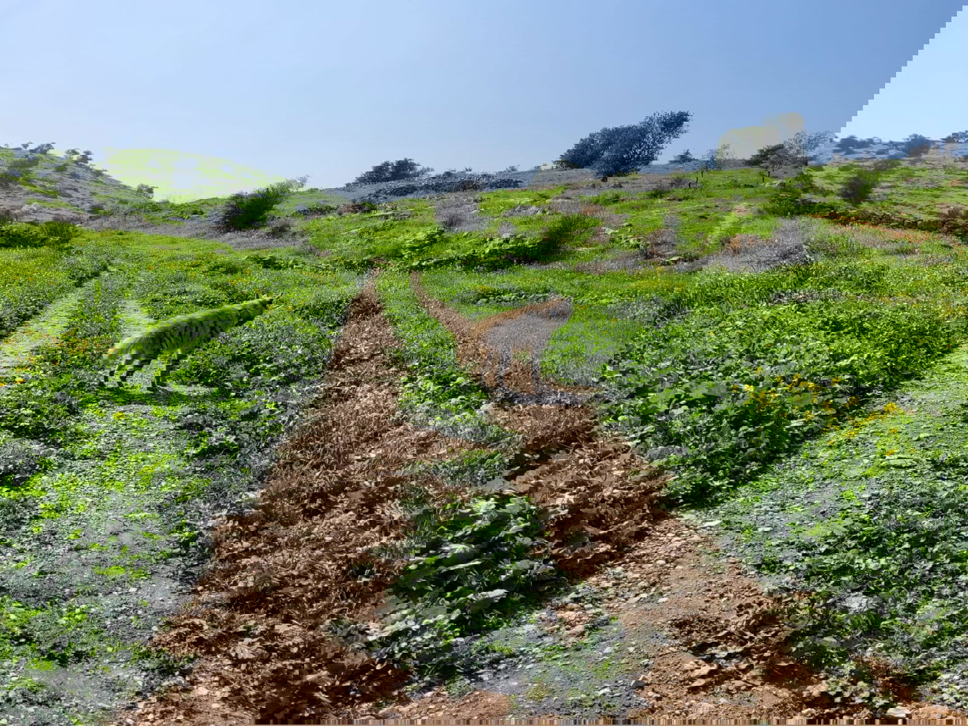 הצבועה ציונה שוחררה לחופשי