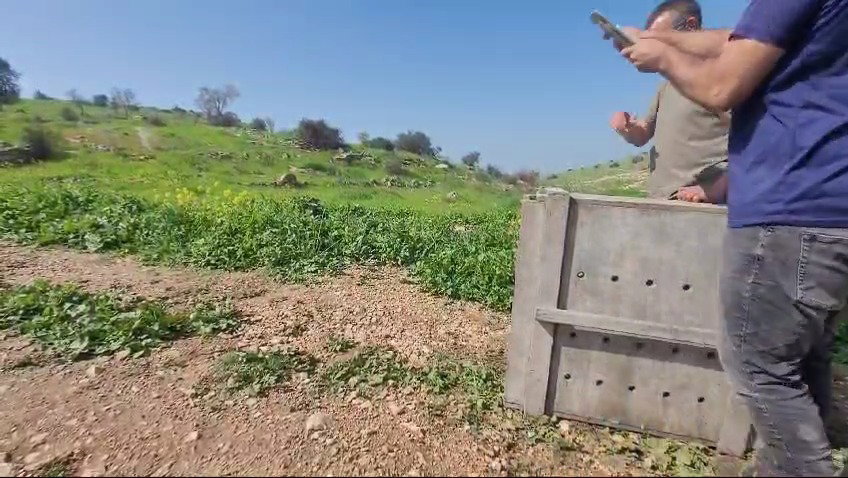 שחרור הצבועה בלכיש