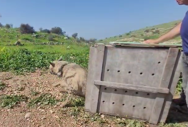 הצבועה משוחררת לחופשי