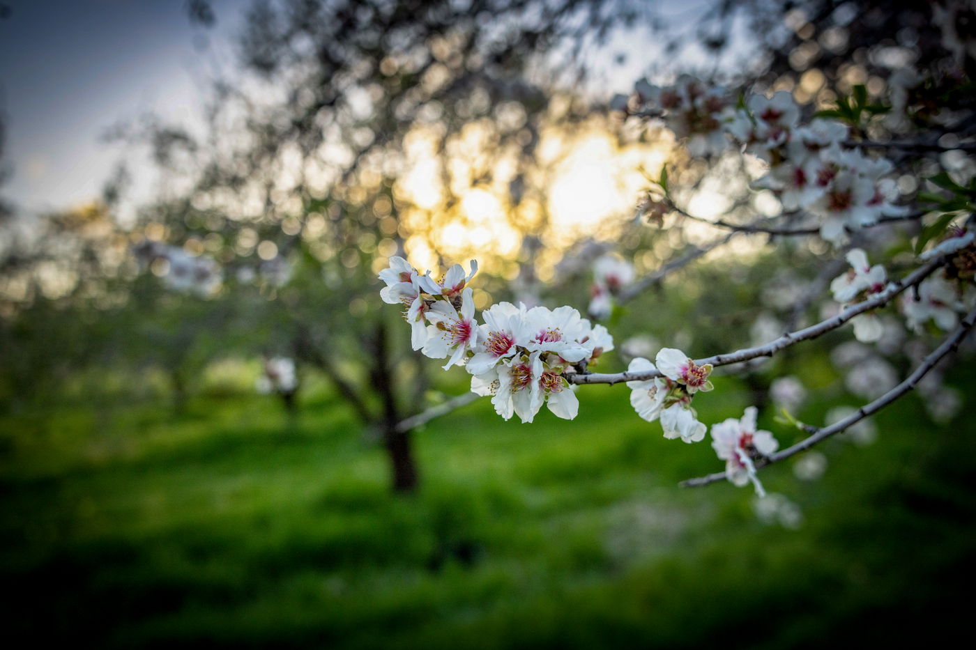 התחזית: עליה קלה בטמפרטורות וגשם מקומי קל