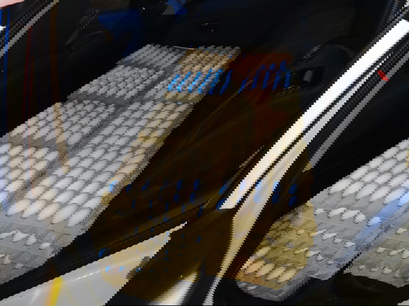 ניסתה להבריח ביצים לתוך הארץ ונתפסה לאחר מרדף | צפו