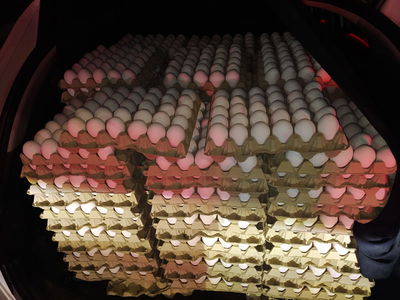 ניסתה להבריח ביצים לתוך הארץ ונתפסה לאחר מרדף | צפו