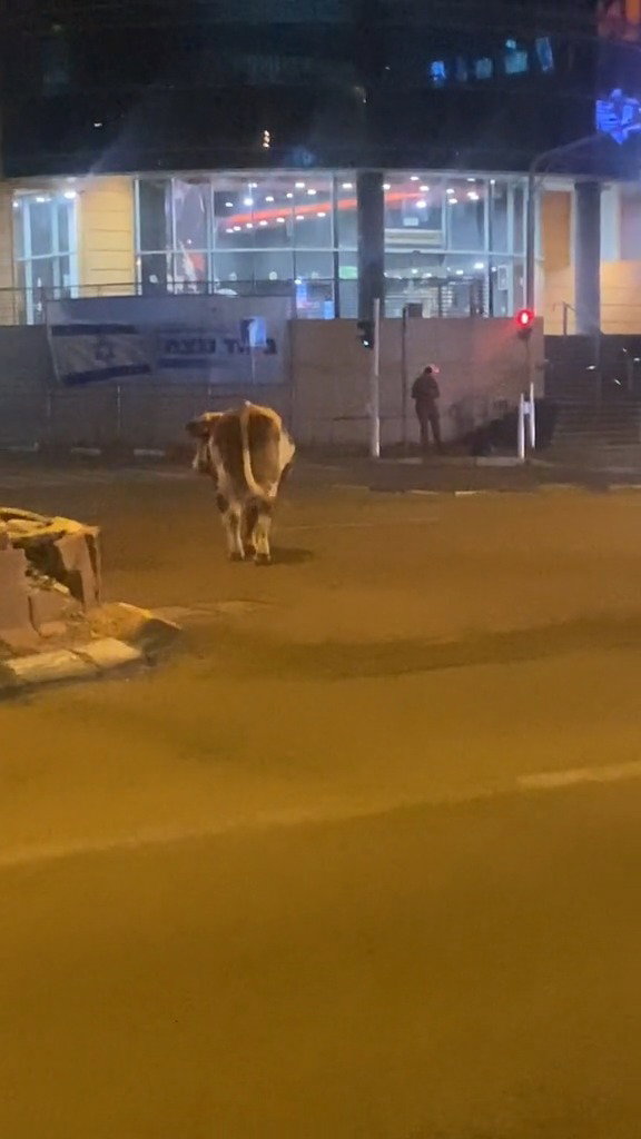 פרה משוטטת בעיר חיפה