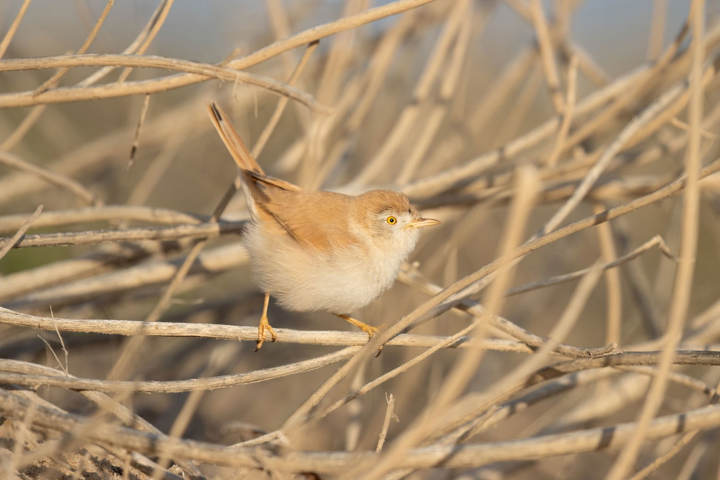 סבכי אפריקני בחיפה
