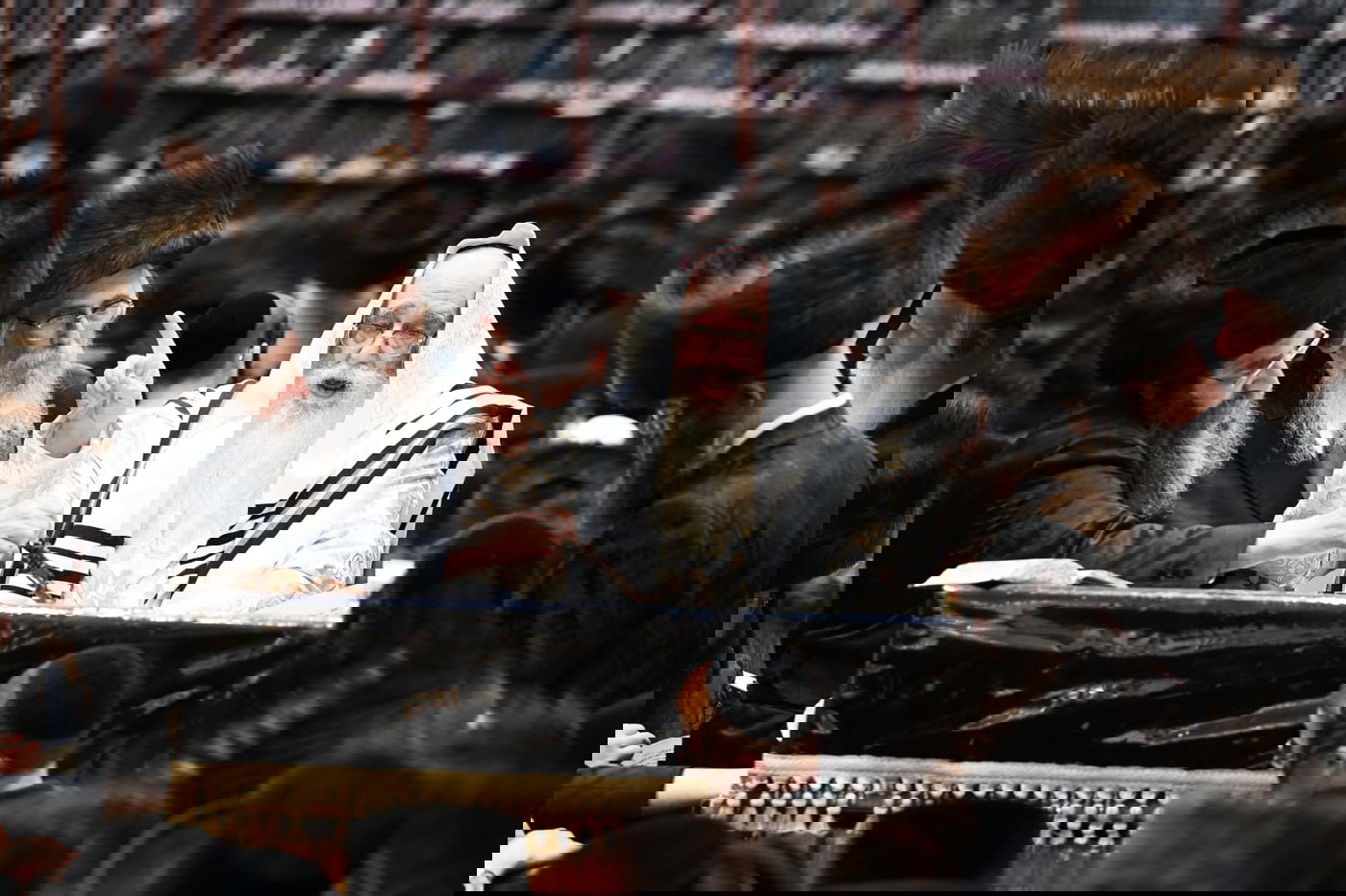 'גילופין טיש': תיעוד מרהיב מפורים בקרית צאנז בנתניה