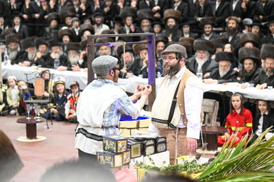 'גילופין טיש': תיעוד מרהיב מפורים בקרית צאנז בנתניה