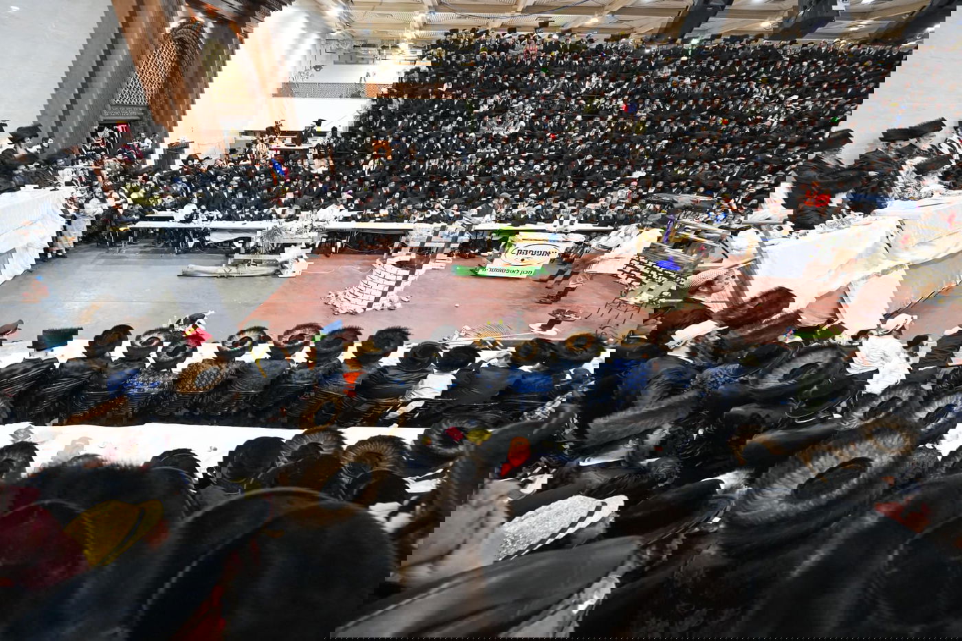 'גילופין טיש': תיעוד מרהיב מפורים בקרית צאנז בנתניה