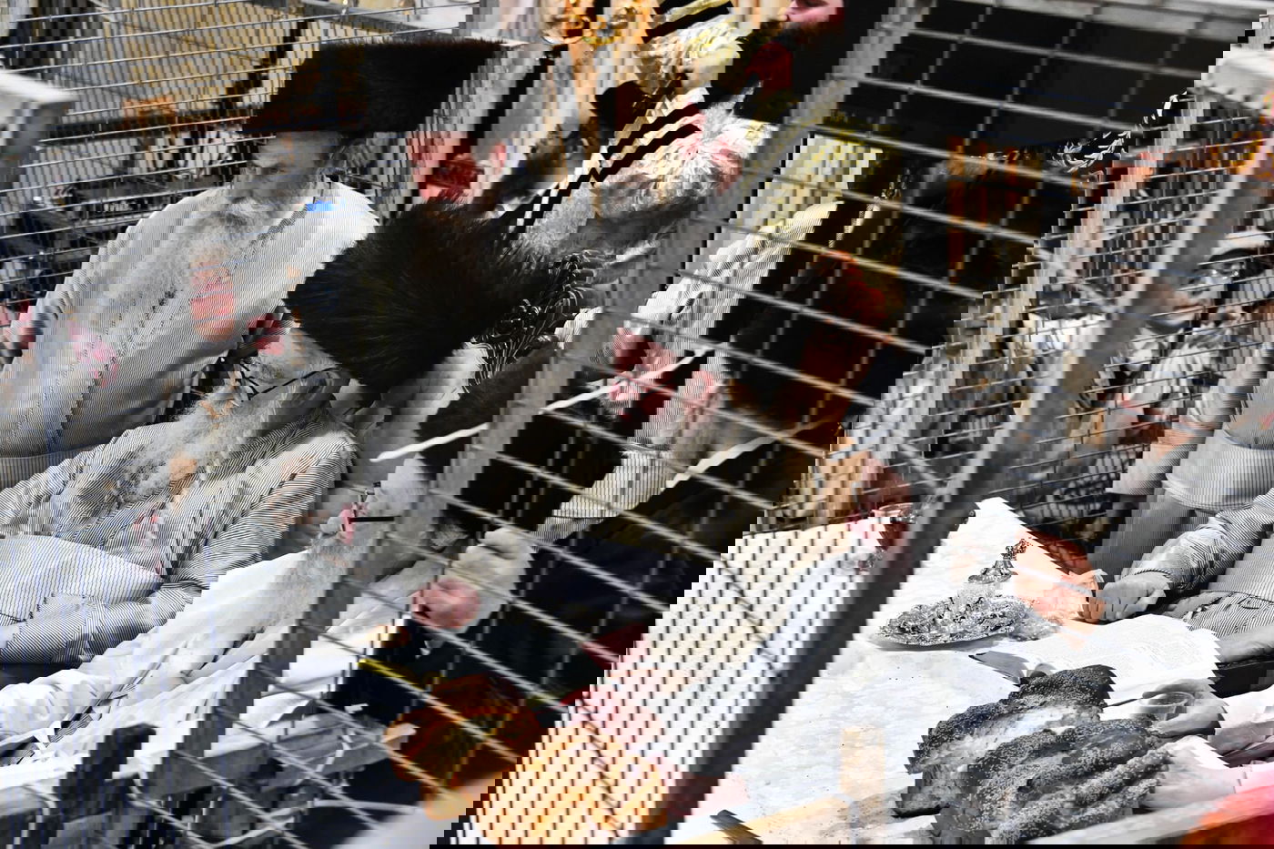 טיש פורים במשכנות הרועים