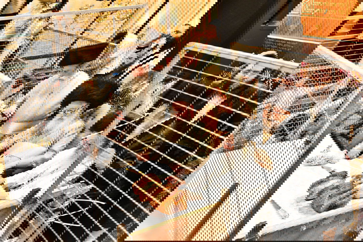 טיש פורים במשכנות הרועים