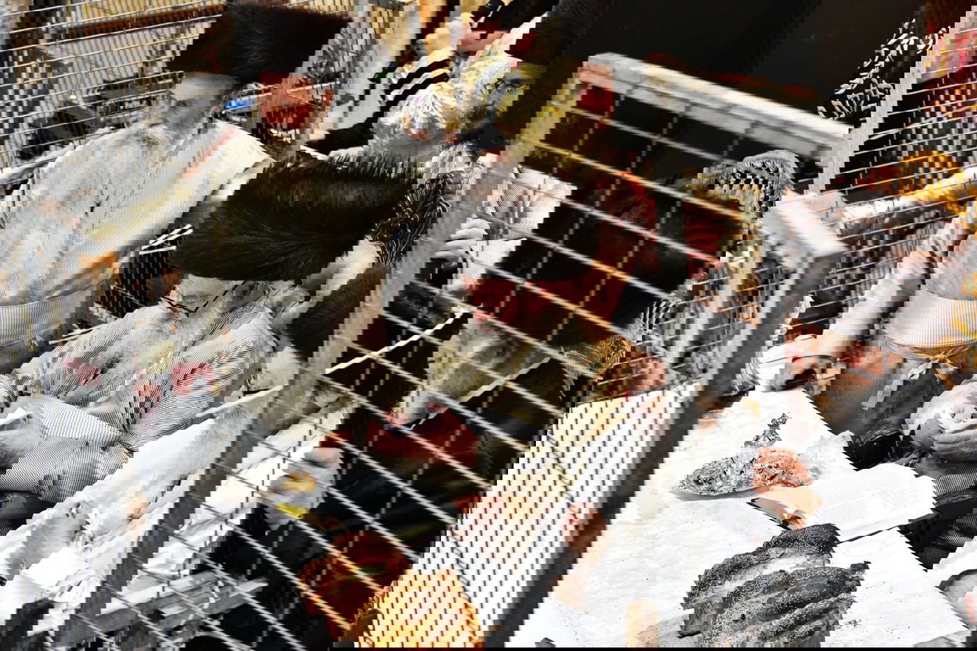 טיש פורים במשכנות הרועים