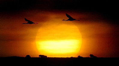 היום: שרב כבד