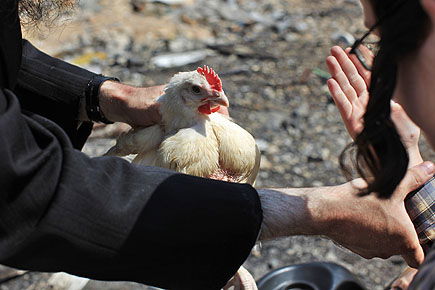 מאה שערים מכפרת ● תמונות