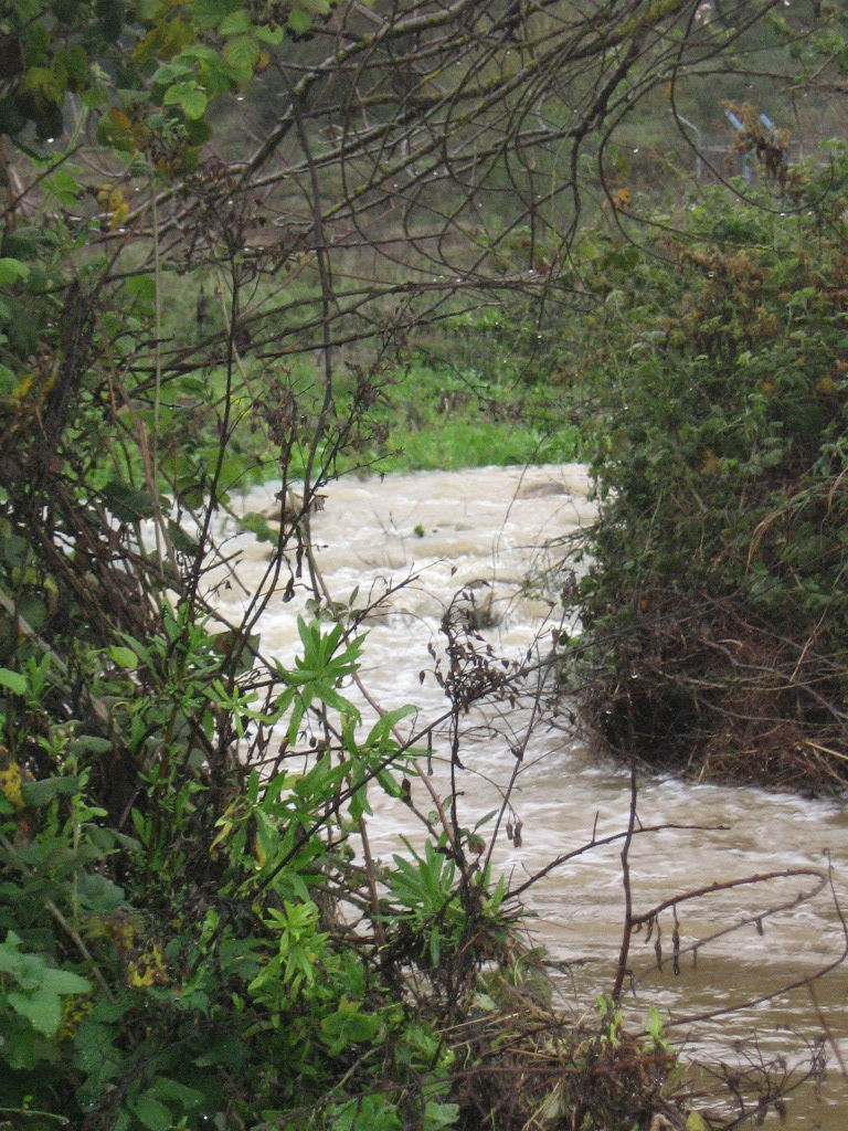 נחל דישון זורם