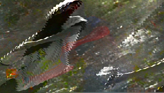 אילוסטרציה