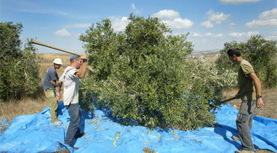 מסיק זיתים.