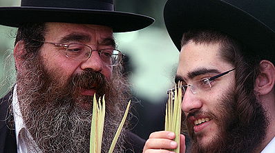 בוחרים לולבים, אתמול.