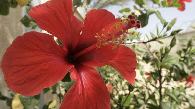 אילוסטרציה: פלאש 90