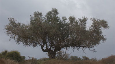 אילוסטרציה: פלאש 90